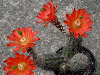 Echinocereus polyacanthus, comúnmente conocido como cactus Mojave Mound