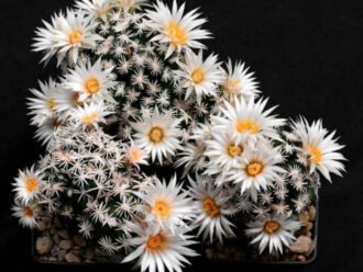 abdita escobaria