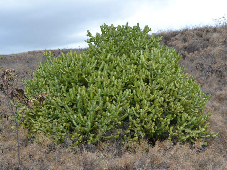 Euphorbia lactea, conocida comúnmente como Cardón pata de elefante