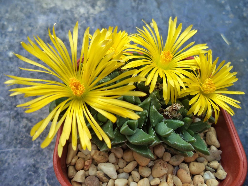 Faucaria gratiae también conocida como Faucaria hooleae