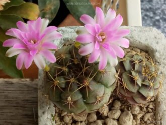 Gymnocalycium anisitsii var. tucavocense