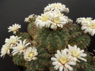 Una planta en plena floración en cultivo. Gymnocalycium quehlianum, comúnmente conocida como Quehla Chin Cactus