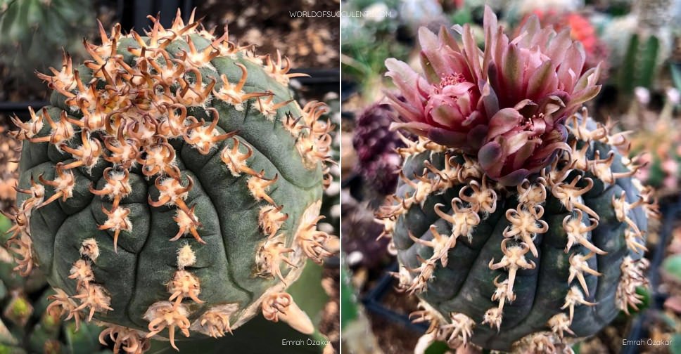 Gymnocalycium spegazzinii f.  unguispinum - Mundo de las Suculentas
