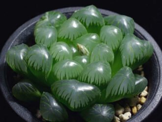 Haworthia cooperi var.  trunca