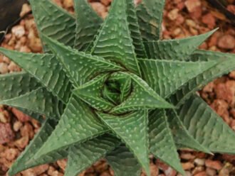 Haworthiopsis limifolia (tabla de lavar de hadas) también conocida como Haworthia limifolia