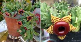 Huernia zebrina (Ojos de Búho)
