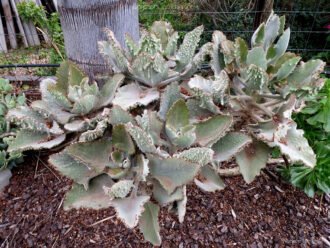 Kalanchoe 'Fang' también conocido como Kalanchoe × edwardii 'Fang' o Kalanchoe beharensis 'Fang'