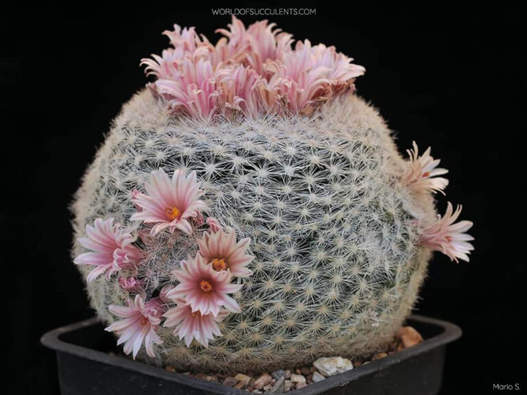 Mammillaria candida (Cactus bola de nieve) también conocido como Mammilloydia candida