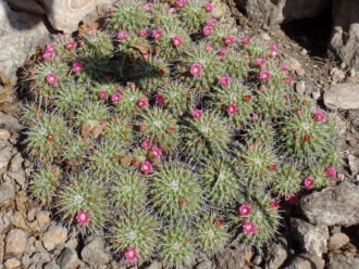 Mammillaria compressa, comúnmente conocida como Madre de Cientos. Un grupo de tallos en flor.