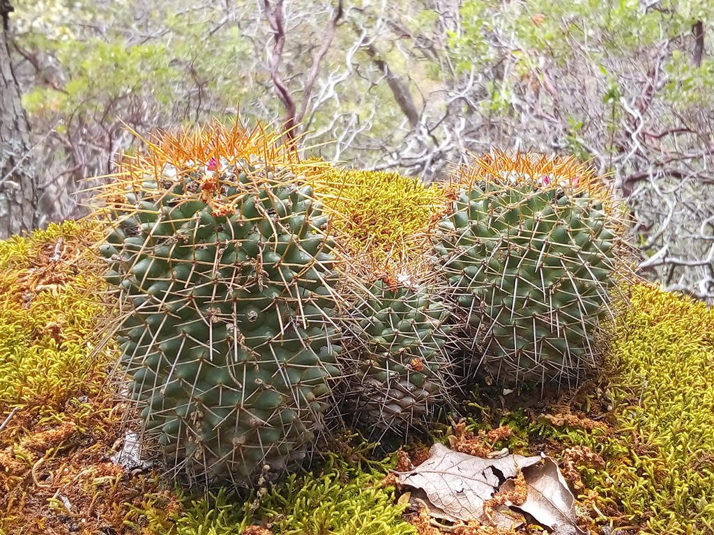 Mammillaria polithele subsp. obconella