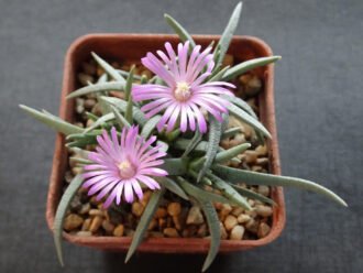 Marlothistella uniondalensis en flor
