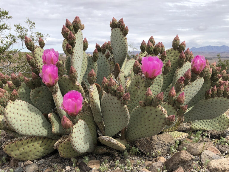 Opuntia basilaris, comúnmente conocida como cactus cola de castor. Una planta con capullos y flores.