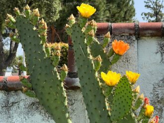 Opuntia engelmannii var. linguiformis (Cactus lengua de vaca)