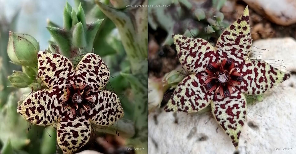Orbea knobelii