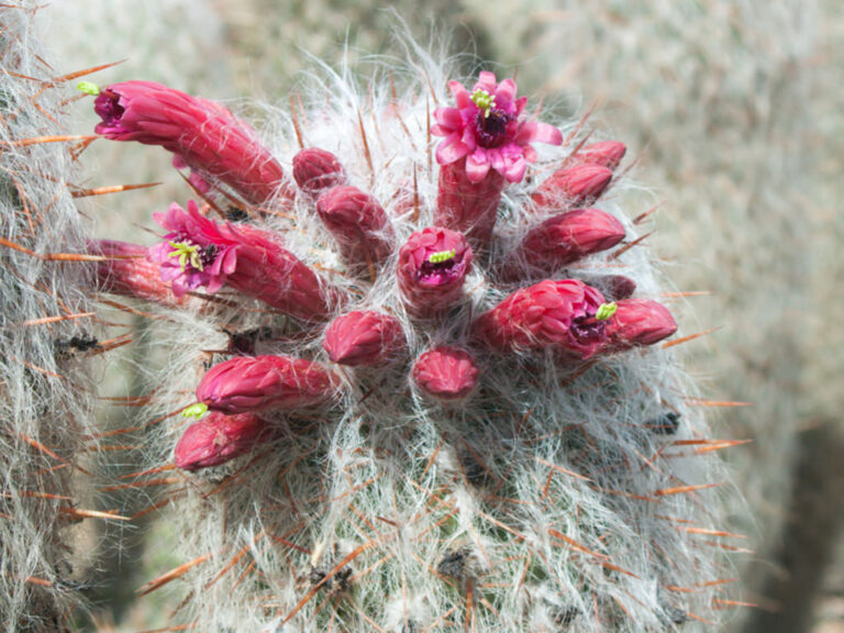 Flores de Oreocereus celsianus, comúnmente conocido como Viejo de los Andes