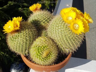 parodia aureispina
