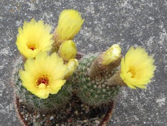 Parodia concinna (Copa del Sol) también conocida como Notocactus concinnus