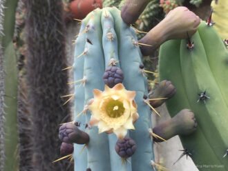 Pilosocereus pentaedrophorus
