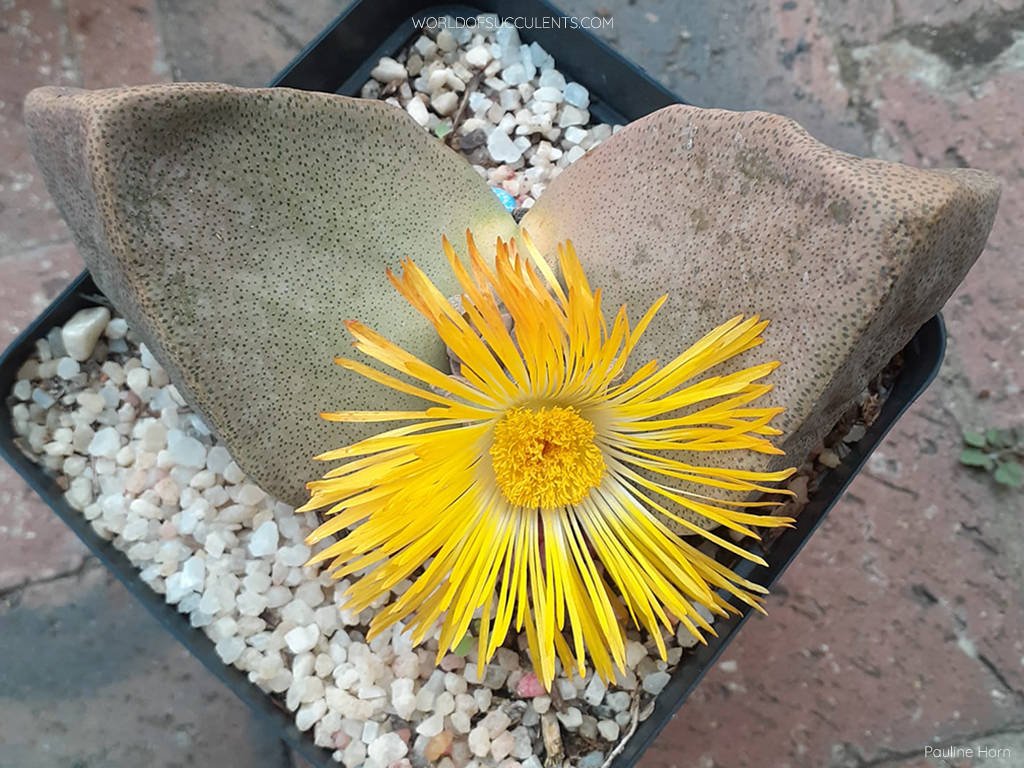 Pleiospilos bolusii, comúnmente conocida como Planta Mimética