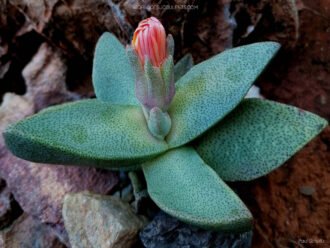 Pleiospilos compactus subsp. podemos