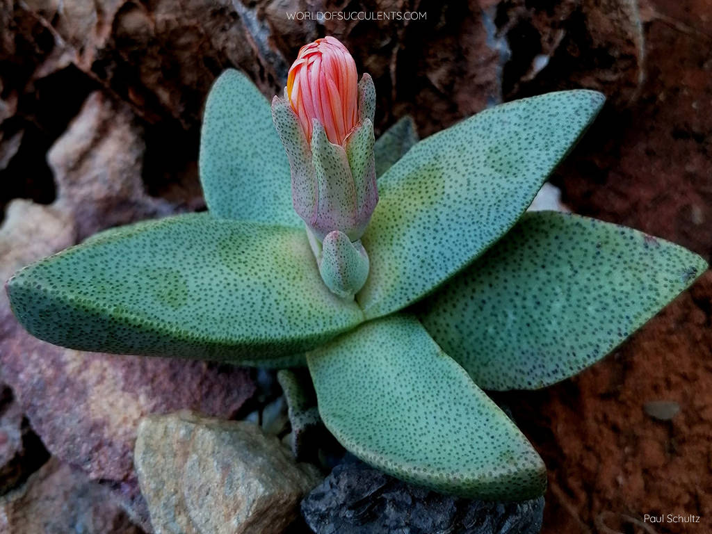 Pleiospilos compactus subsp.  podemos