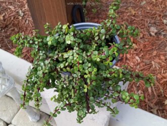 Una Portulacaria afra en maceta, comúnmente conocida como Elephant Bush