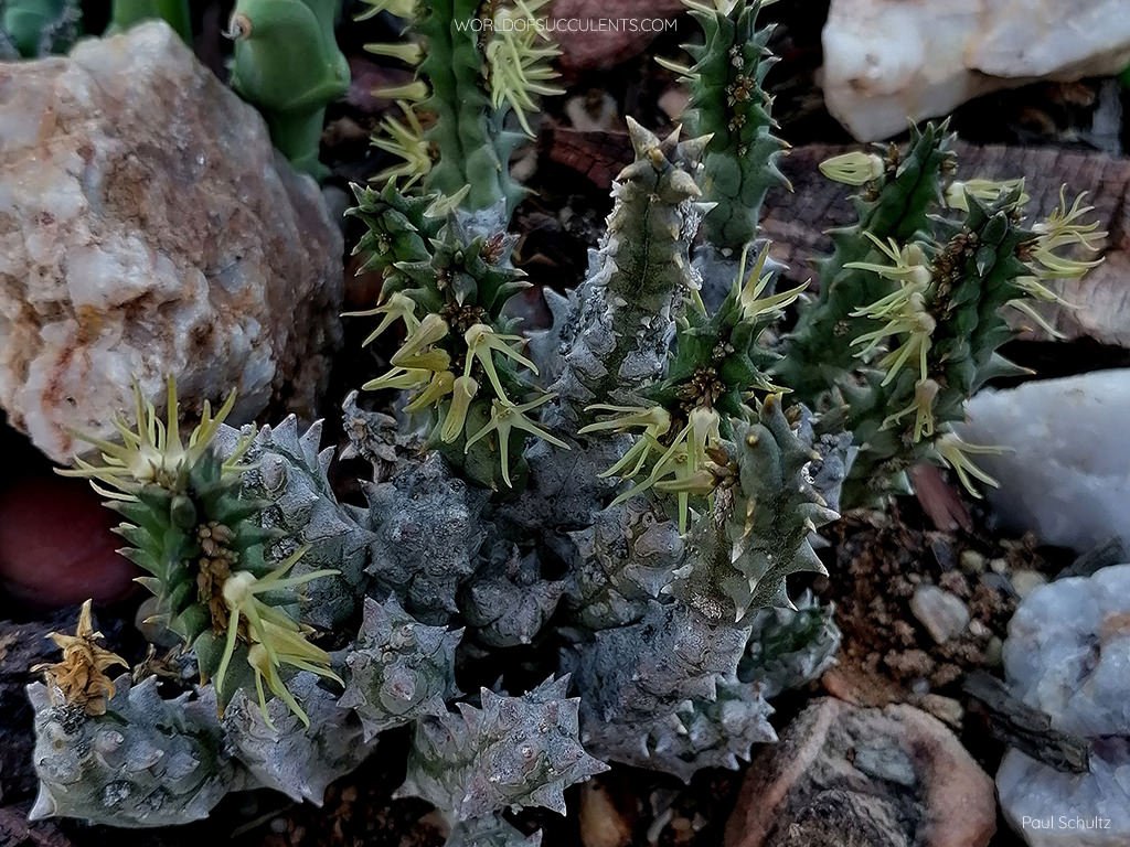 Quaqua incarnata subsp.  tentaculada