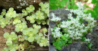 Sedum ternatum (Cultivo de piedra del bosque) - El mundo de las suculentas