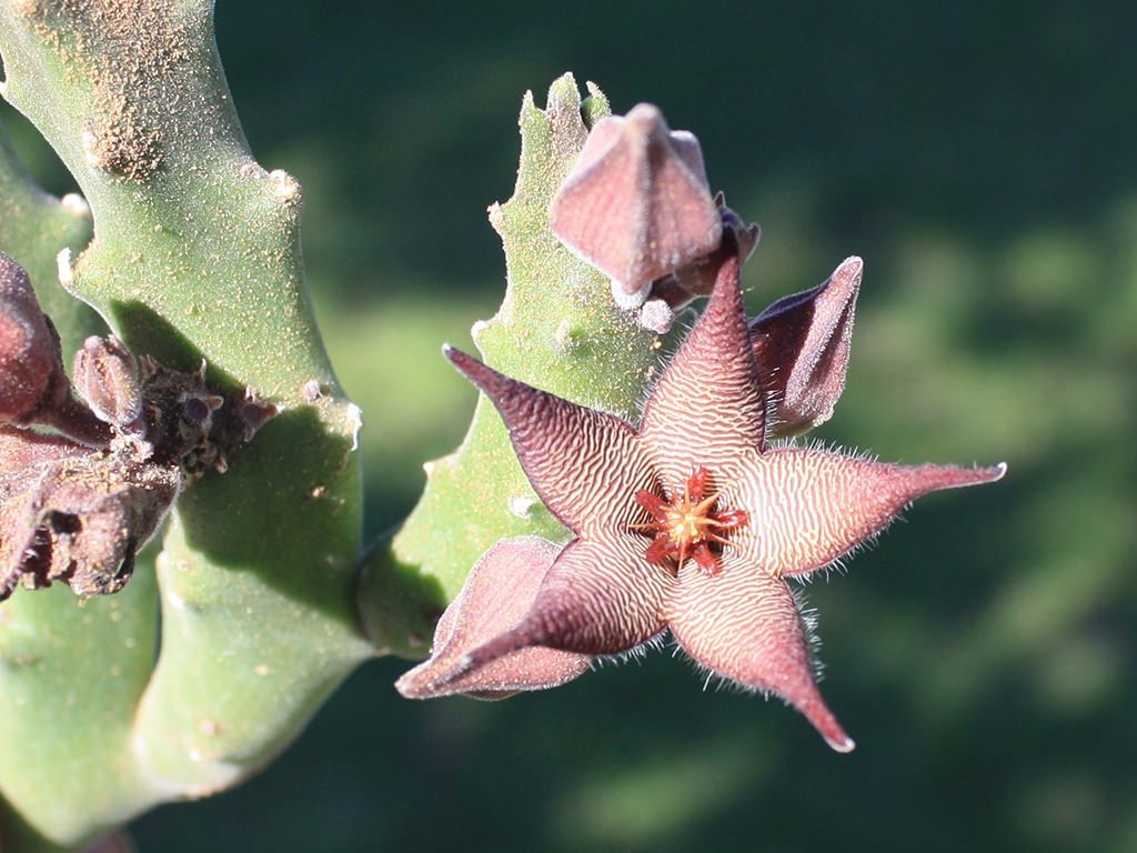 Stapelia acuminada