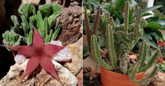 Stapelia grandiflora 'Cristata'