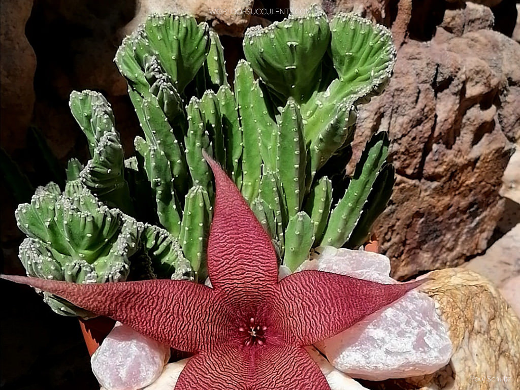 Stapelia grandiflora 'Cristata'