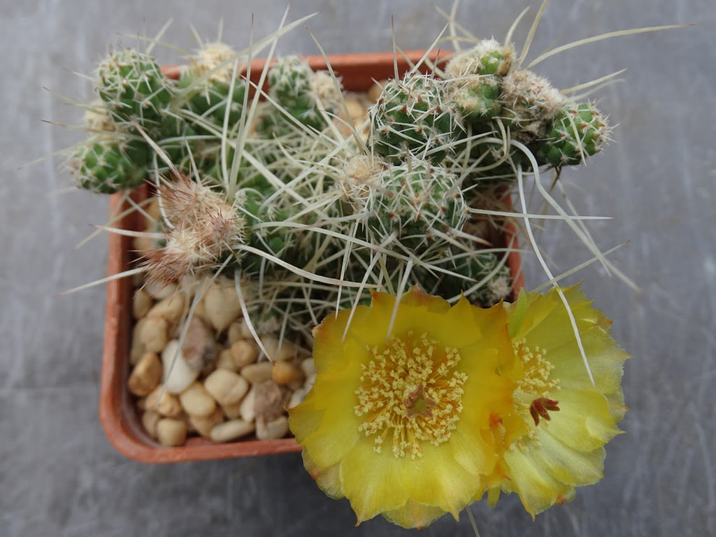 Tefrocactus weberi