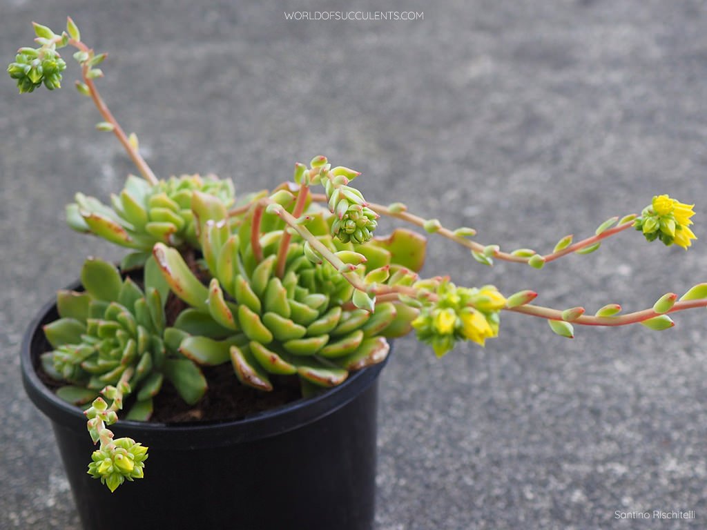 Cremneria 'Leisal' también conocida como Echeveria 'Leisal'