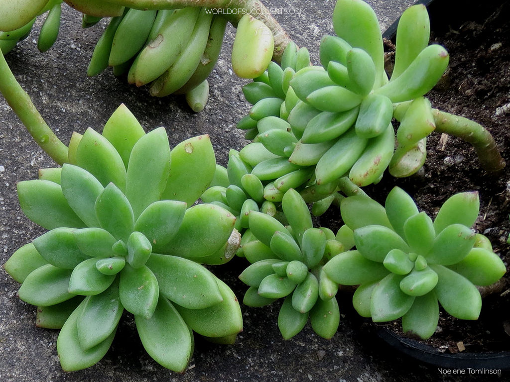 Cremnopetalum 'Sueños de albaricoque'