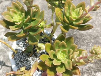 Graptosedum 'Giselle'
