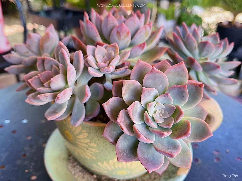Graptoveria 'Vía Láctea'
