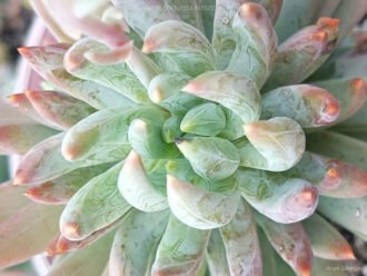 Paquiveria 'Yvonne'