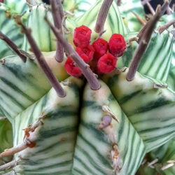 Euphorbia pulvinata 'Variegata', usually sold as Euphorbia meloformis 'Variegata'