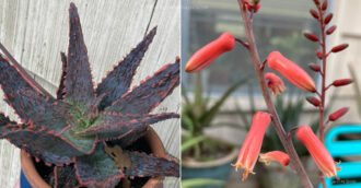 Aloe 'Amethyst'