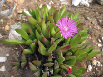 Brianhuntleya purpureostyla (Breede Tiptoothfig) aka Acrodon purpureostylus