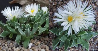 Faucaria bosscheana f. albiflora