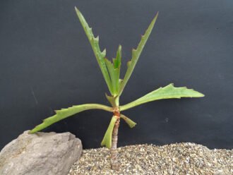 Kalanchoe synsepala 'Dissecta'