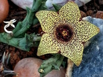 Orbea verrucosa aka Stapelia verrucosa or Ceropegia irrorata