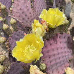 Flowers of Opuntia santa-rita, commonly known as Santa Rita Prickly Pear