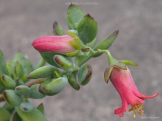 Cotyledon woodii, conocido comúnmente como Cotiledón de Wood