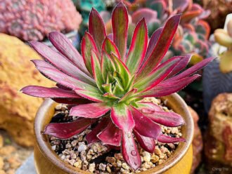 Aeonium 'Firecracker Variegatum'