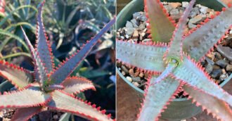 Aloe 'Swordfish'
