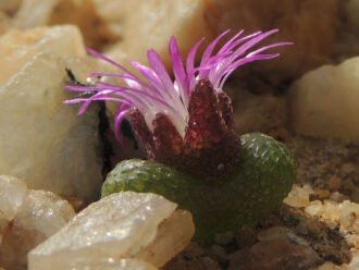 Diplosoma luckhoffii