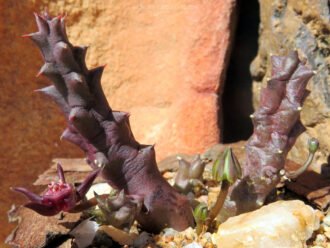Duvalia caespitosa var. compacta