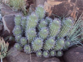 Euphorbia stellispina